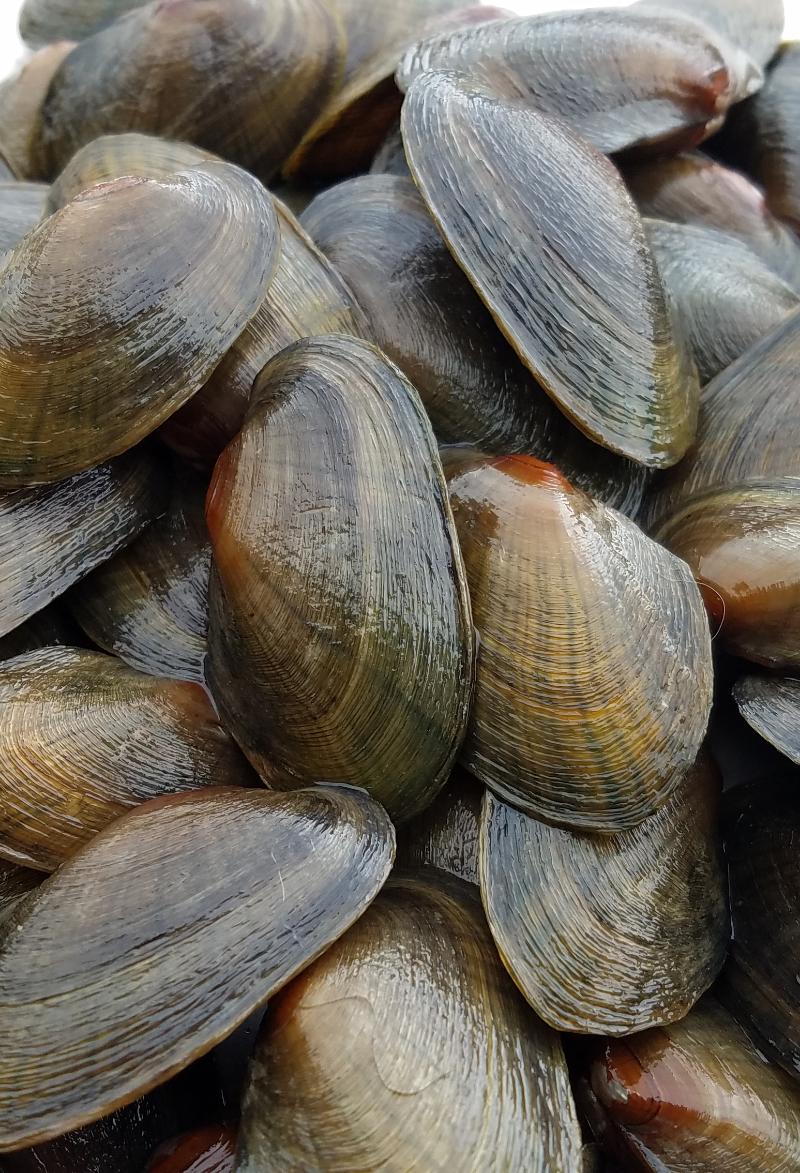 Freshwater Mussels — Benefits and Threats - Southern Appalachian