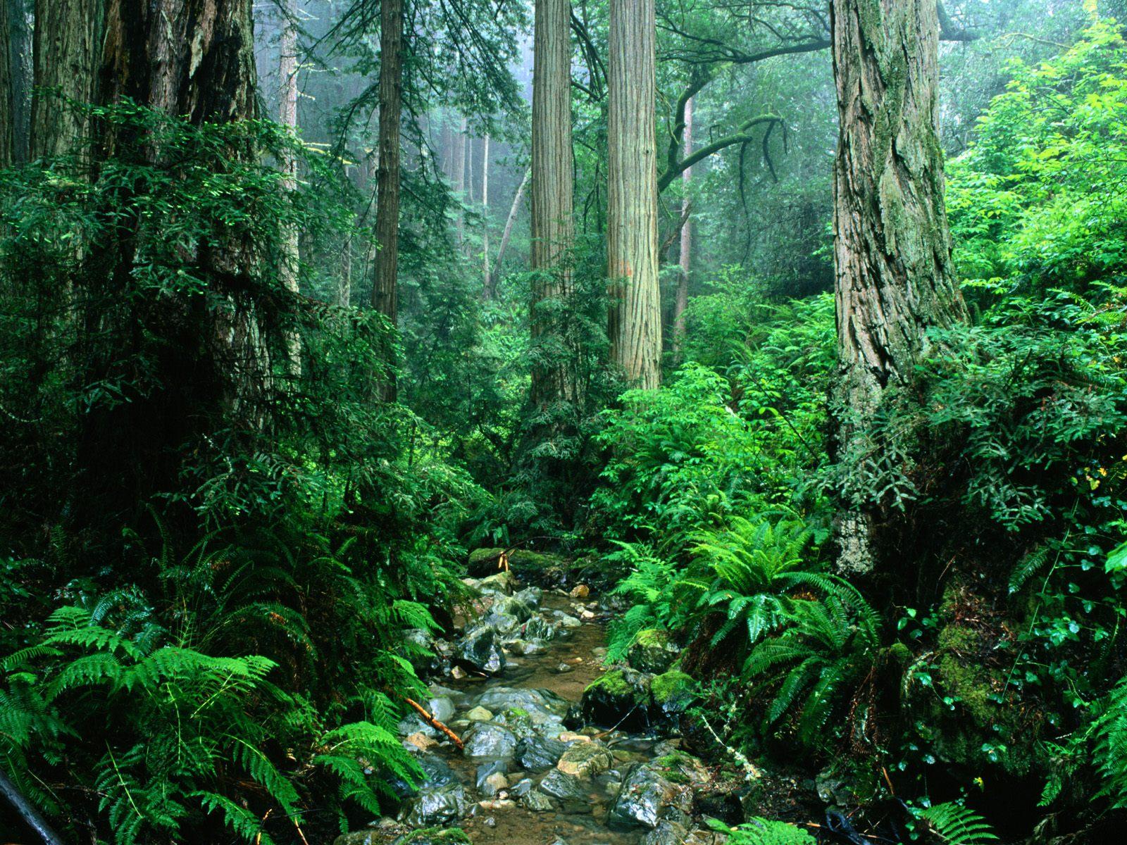 Tropical Rainforest Biome Arcgis Storymaps