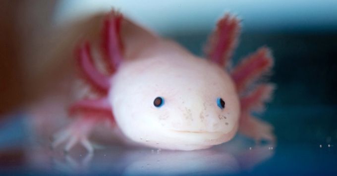 Axolotl - Nature et Zoo : l'actualité des parcs zoologiques