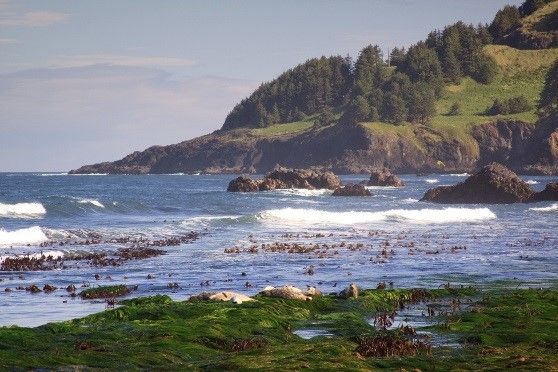 Territorial Sea Plan Rocky Shores Management Strategy