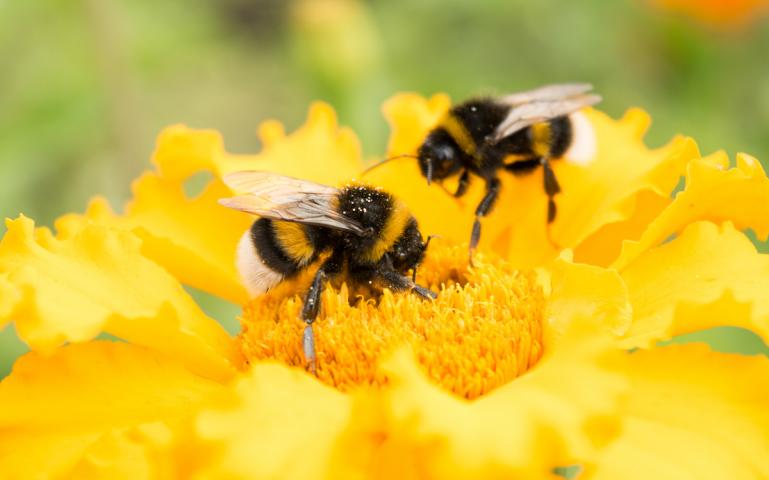 39+ How does climate change affect bumblebees