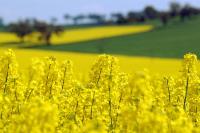 Spring Canola Growth in North Dakota