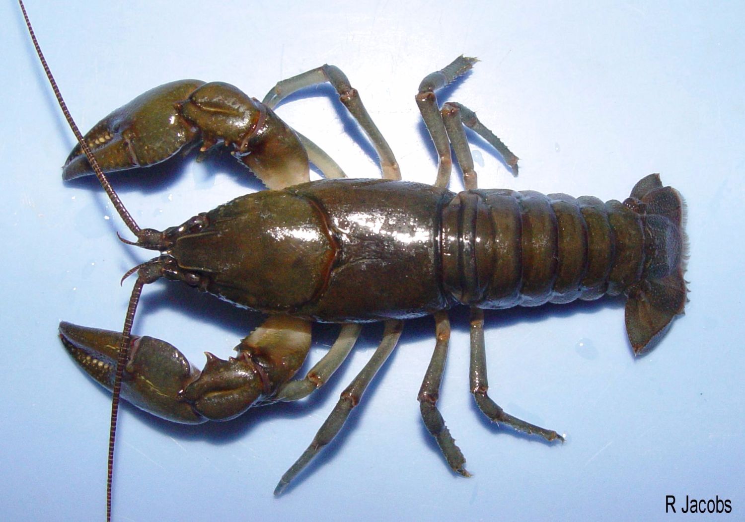 Lobster Species Chart