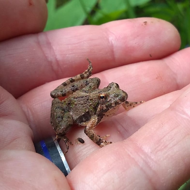 Bearded Lion Horned Frog Tree Frog Climbing Pet Reptile Cricket