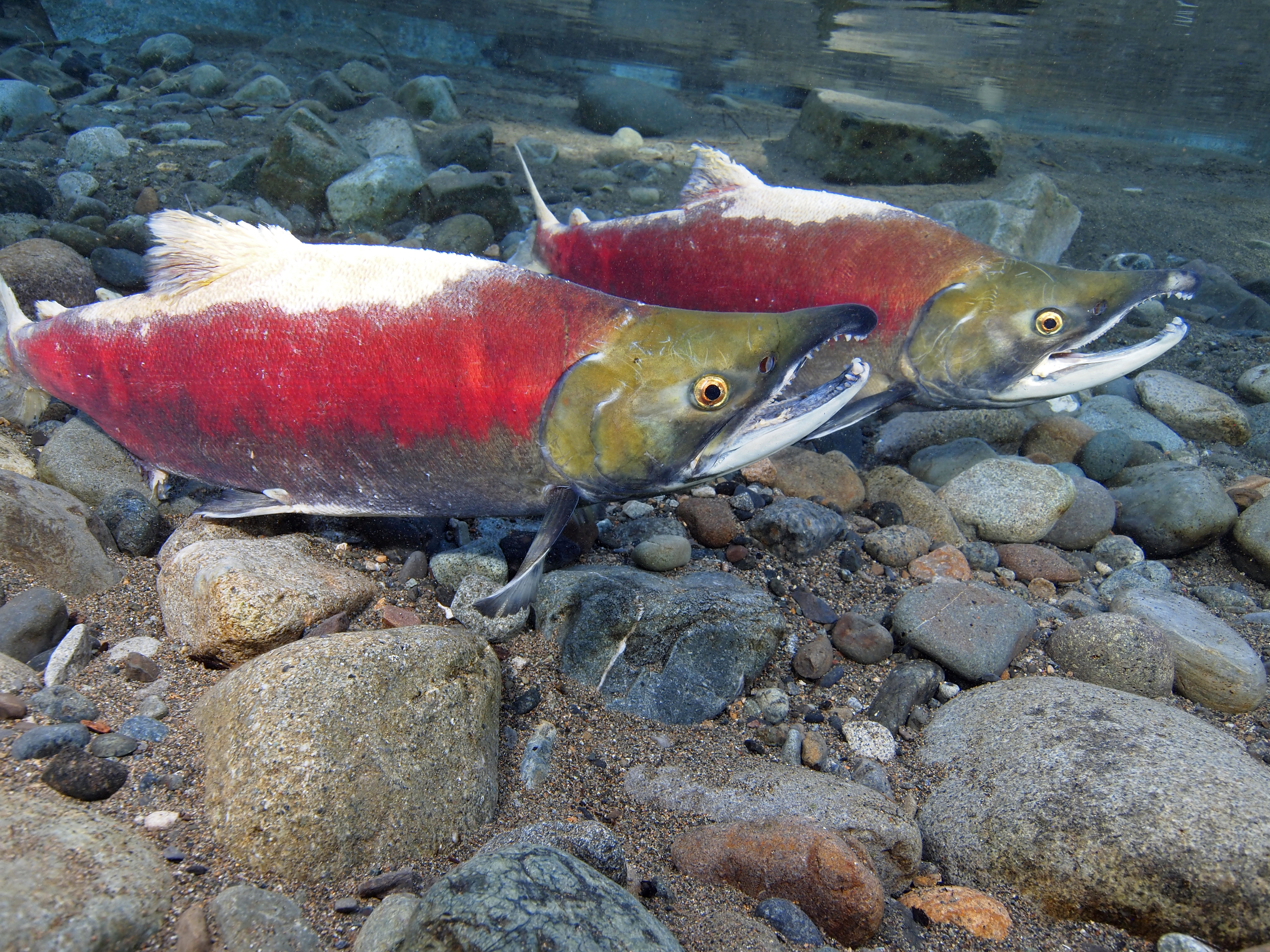 Salmon Life Cycle  Salmon Sighting Experience Guide